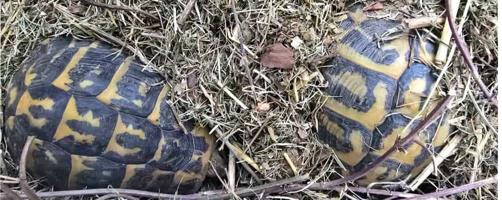 Hodowla żółwi lądowych sen żółwia