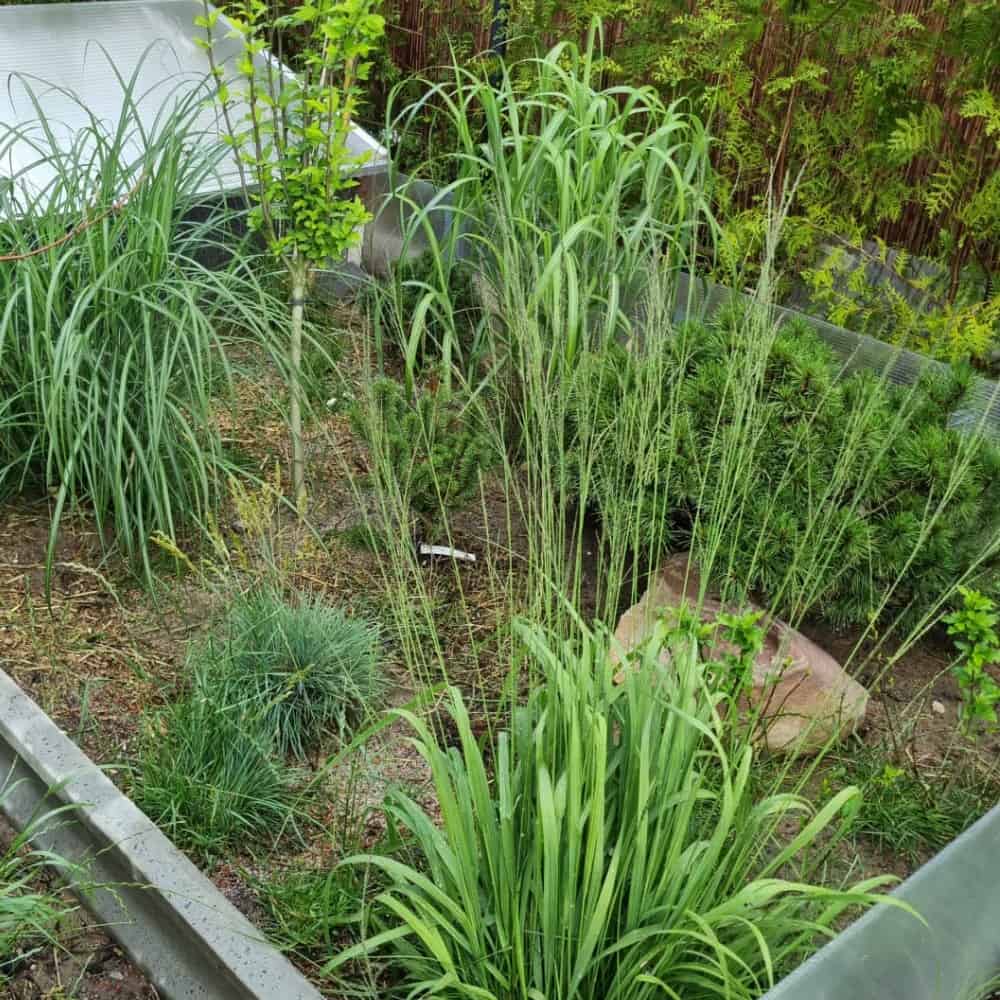 Hodowla żółwi lądowych Hodowla żółwi lądowych