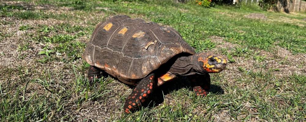 Hodowla żółwi lądowych żółw czerwononogi