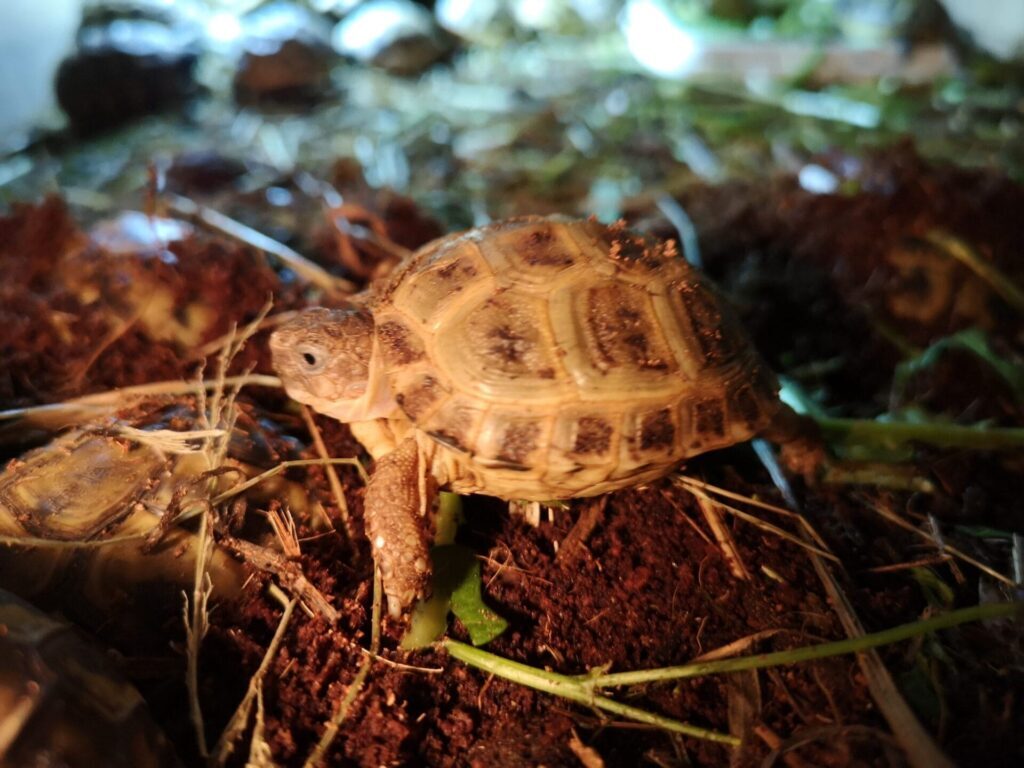 Żółw stepowy (Testudo horsfieldii) – kompletny przewodnik hodowcy żółwie lądowe