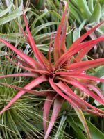 Oplątwa Tillandsia Capitata Peach Red