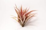 Oplątwa Tillandsia Capitata Peach Red - obrazek 2