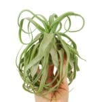 oplątwa Tillandsia strepotophylla oplątwa