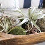 Tillandsia Streptophylla Oplątwa - obrazek 2