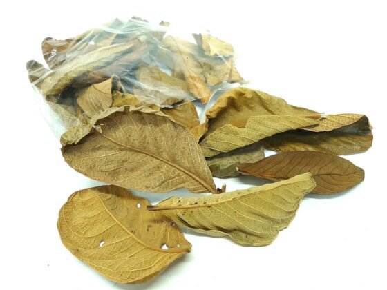 Liście suszone couro leaf