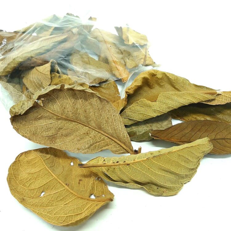 Liście suszone couro leaf