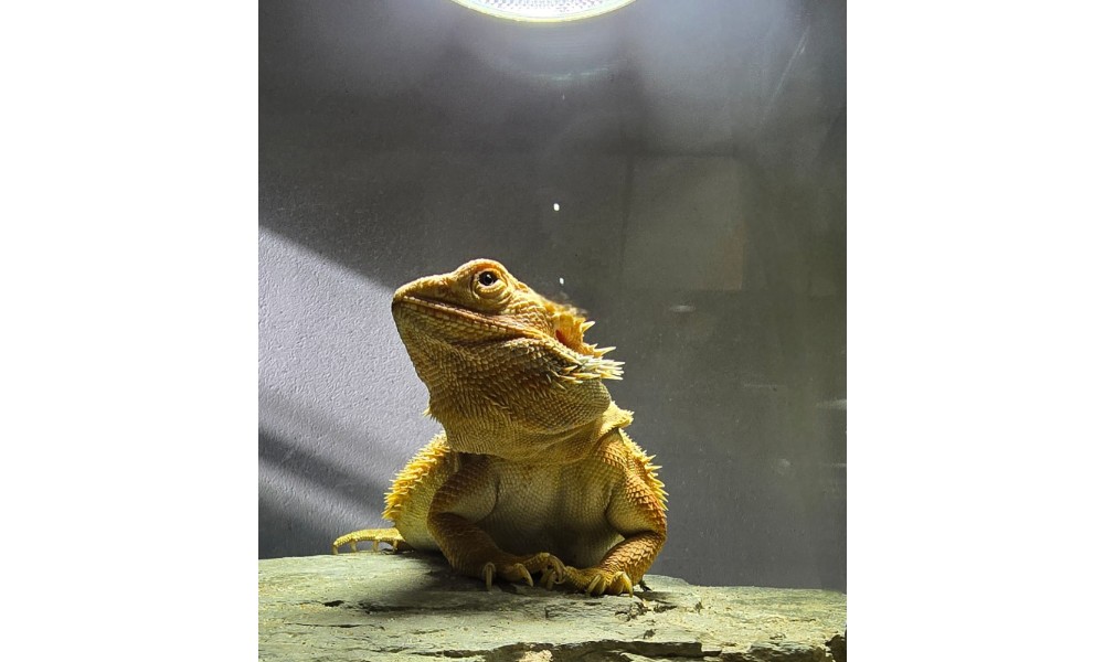 Jak podłączyć żarówkę metahalogenową / wyładowczą do statecznika elektronicznego / balastu? Jak podłączyć żarówkę metahalogenową / wyładowczą do statecznika elektronicznego / balastu?