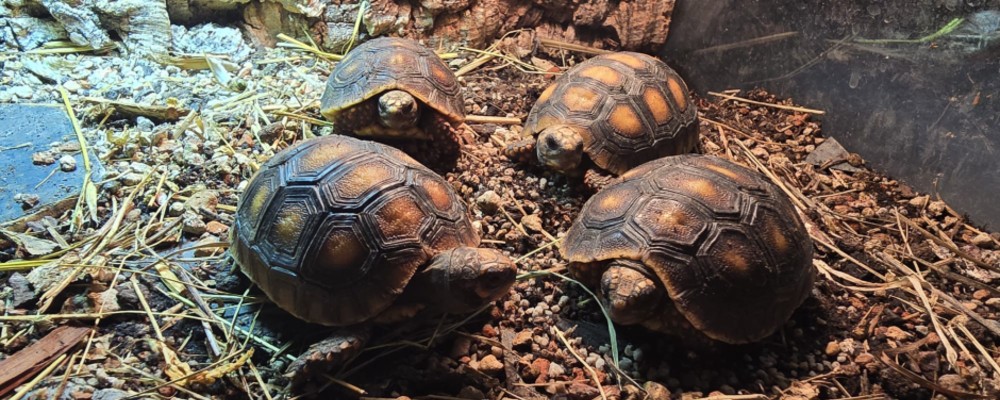 Jak podłączyć żarówkę metahalogenową / wyładowczą do statecznika elektronicznego / balastu? Jak podłączyć żarówkę metahalogenową / wyładowczą do statecznika elektronicznego / balastu?