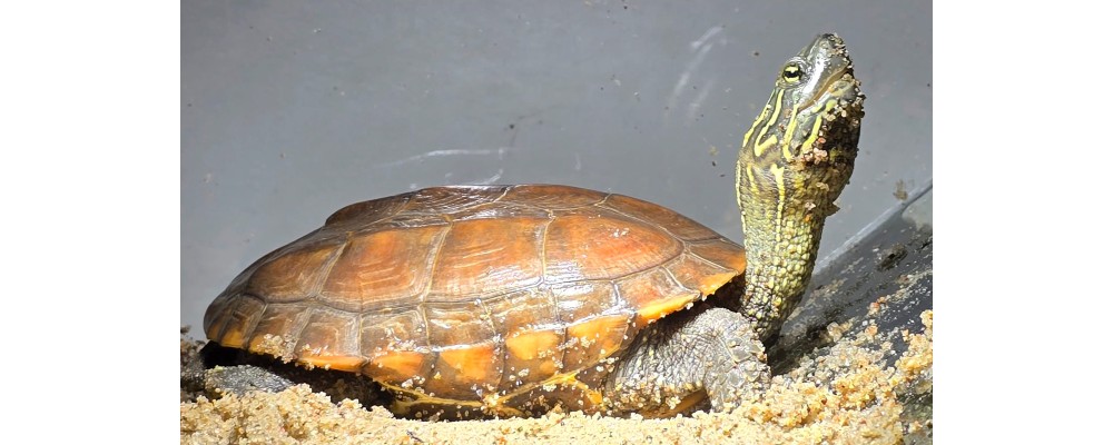 Jak podłączyć żarówkę metahalogenową / wyładowczą do statecznika elektronicznego / balastu? Jak podłączyć żarówkę metahalogenową / wyładowczą do statecznika elektronicznego / balastu?