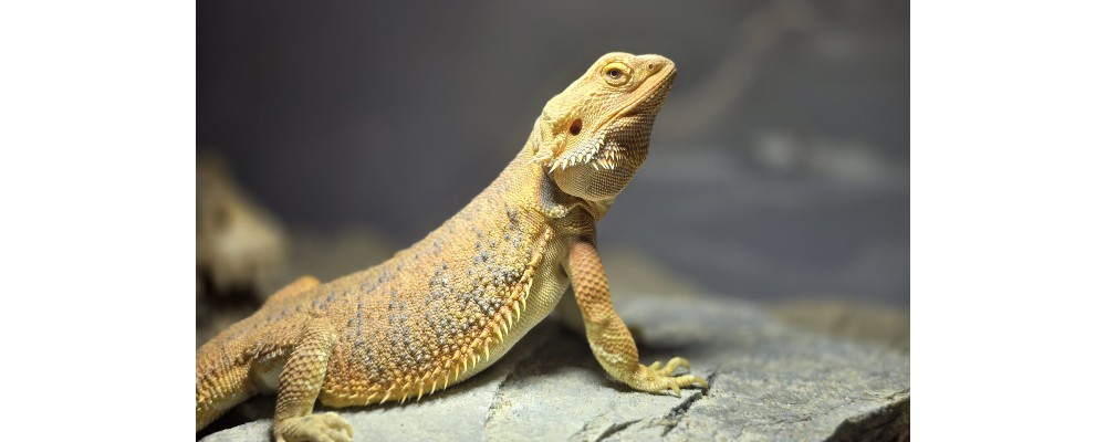 Jak podłączyć żarówkę metahalogenową / wyładowczą do statecznika elektronicznego / balastu? Jak podłączyć żarówkę metahalogenową / wyładowczą do statecznika elektronicznego / balastu?