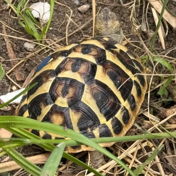 Żółw grecki wśród roślin — zdjęcie z biblioteki Turtles.pl