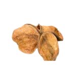 Land lotos flower naturalny susz ozdobny