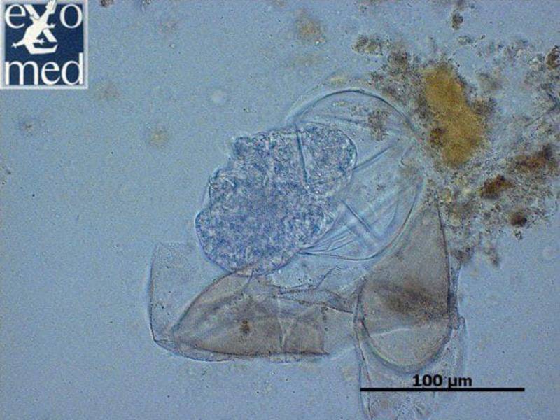 Pasożyty u żółwi - diagnoza i leczenie