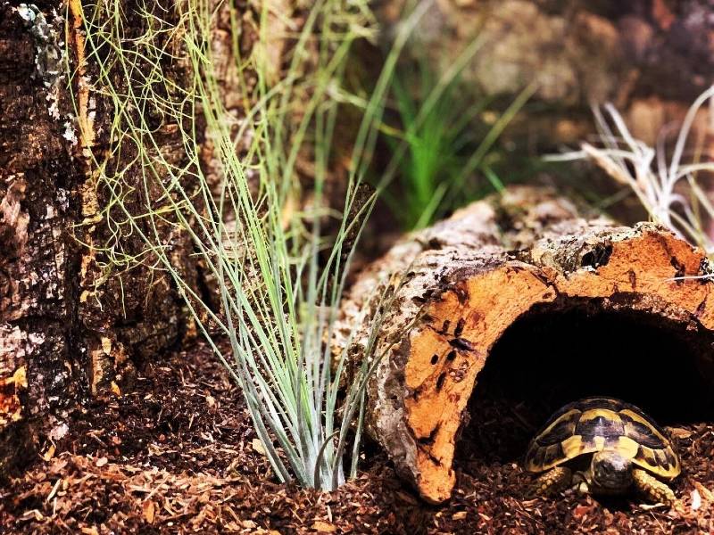 Kryjówka dla gadów – ważny element wyposażenia terrarium