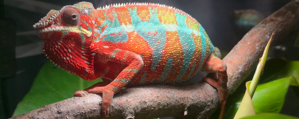 Kryjówka dla gadów - ważny element wyposażenia terrarium Kryjówka dla gadów - ważny element wyposażenia terrarium