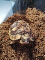 żółw obrzeżony testudo marginata