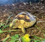 Żółw obrzeżony testudo marginata 2letni - obrazek 2