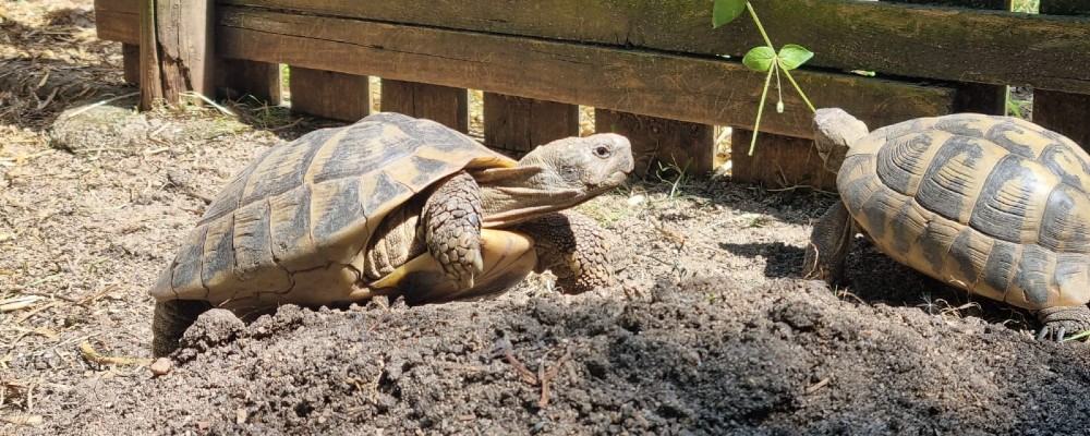 ogrodzenie dla żółwia 