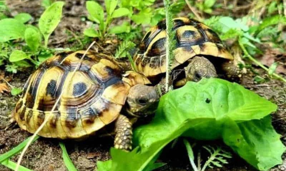 co je żółw grecki