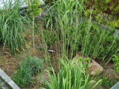 wybieg dla żółwia