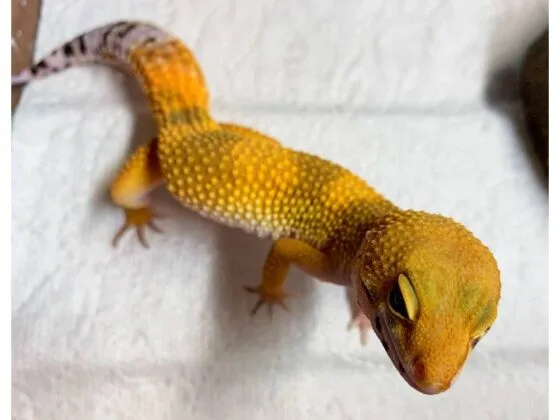 lamparci gekon tangerine raptor