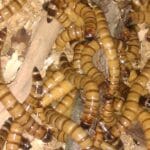 drewnojad Poznań żywy pokarm dla gadów