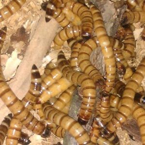 drewnojad Poznań żywy pokarm dla gadów