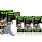 daylight basking spot