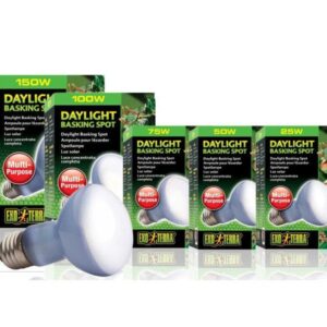 daylight basking spot