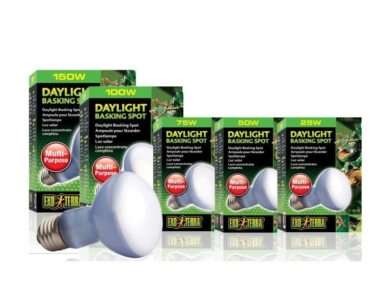 daylight basking spot