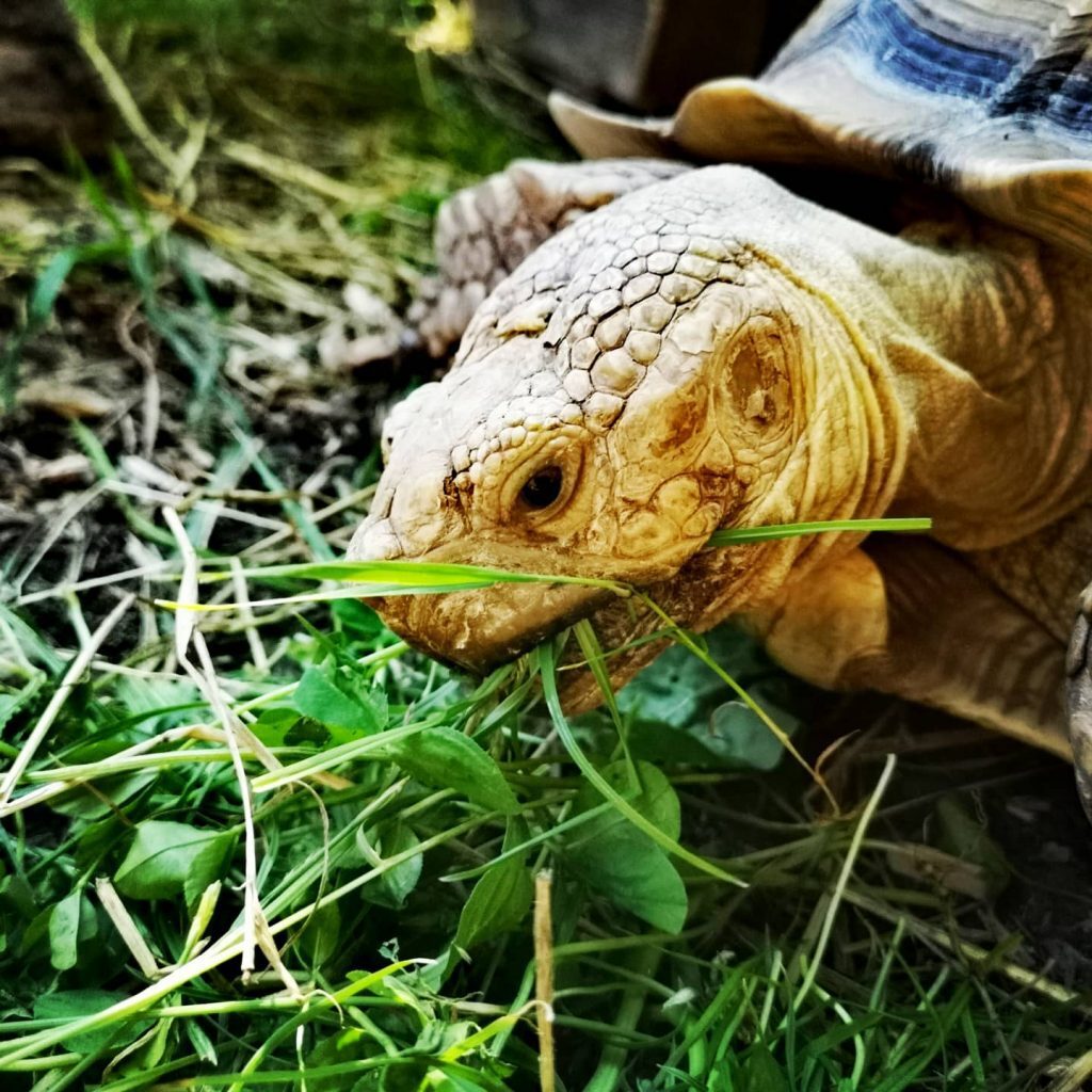 żółw lądowy domowy hodowla żółwi