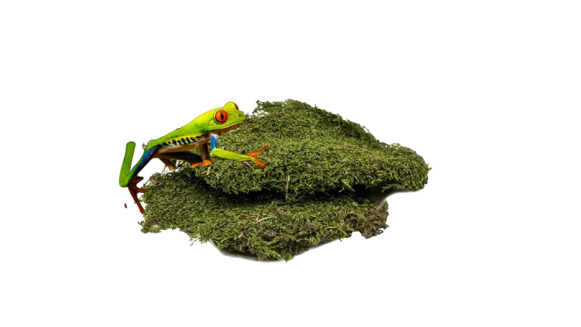 Mech suszony do terrarium