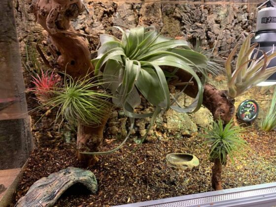rośliny w terrarium dla gadów terrarium dla żółwia oplątwy w terrarium terrarium na zamówienie