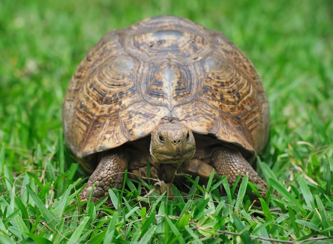 turtle in grass 2021 08 26 15 55 35 utc