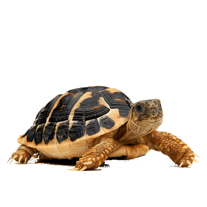 zdjęcie żółwia greckiego