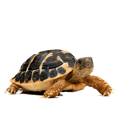 zdjęcie żółwia greckiego