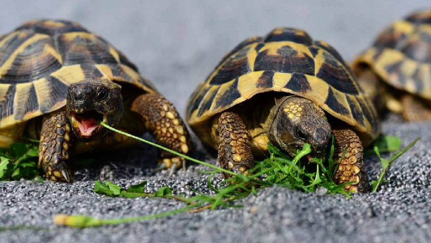 żółw grecki testudo hermanni żółw lądowy domowy sklep terrarystyczny online turtles.pl