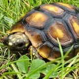 żółw żabuti żółw leśny Chelonoidis Carbonarius