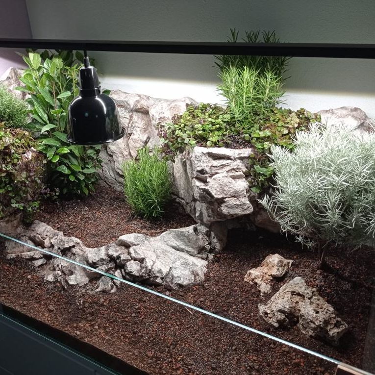 naturalne podłoże dla żółwia stepowego