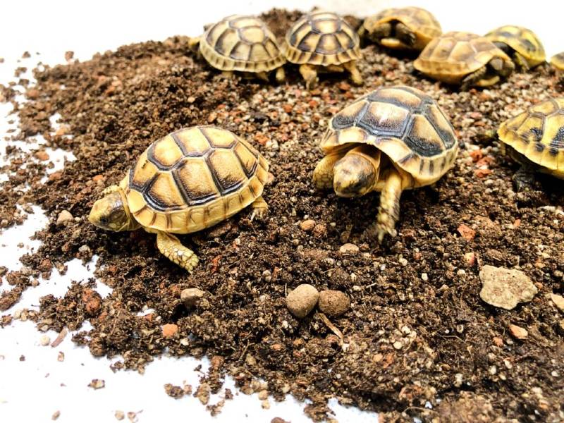 Substrat dla żółwi lądowych do terrarium