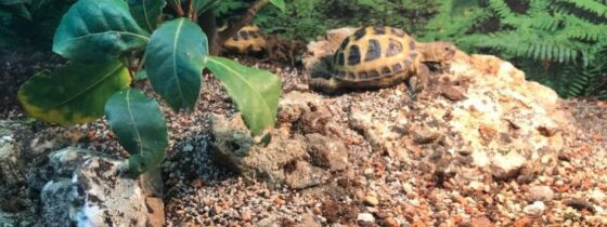 substrat do terrarium dla gadów żółwi lądowych
