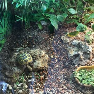 podłoże do terrarium dla gadów