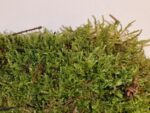 Żywy mech do terrarium płaty 30 / 20cm - obrazek 2