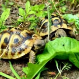 Żółwie greckie testudo hermanni Boettgeri z 2024r.