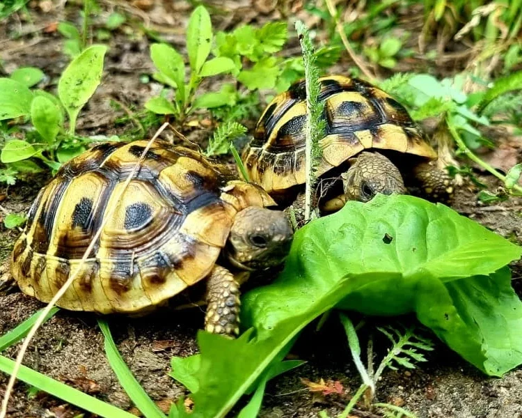 Żółwie greckie testudo hermanni Boettgeri z 2024r.