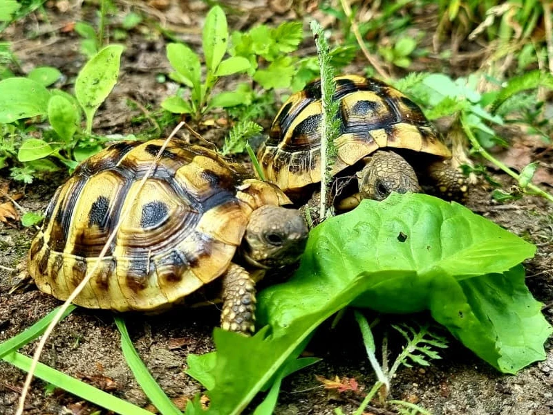 Żółwie greckie Testudo Hermanni Boettgeri z 2024r.