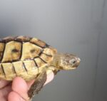 Żółwie śródziemnomorskie Testudo Graeca z 2022r. - obrazek 3