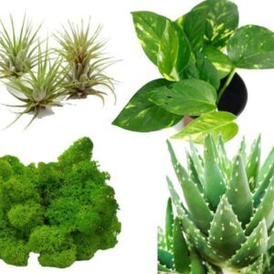rośliny w terrarium