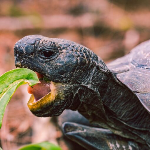 zdrowy żółw lądowy domowy naturalne odrobaczanie żółwia żółwi lądowych