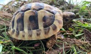 Hermanni Boettgeri żółw grecki żółw lądowy
